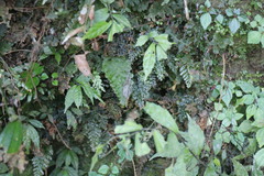 Trichomanes obscurum