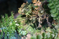 Trichomanes obscurum