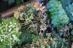 Trichomanes obscurum