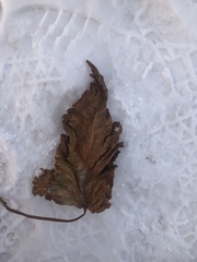 Heracleum dissectum