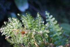 Trichomanes obscurum