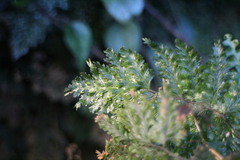 Trichomanes obscurum