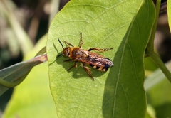 Phalerimeris phalerata