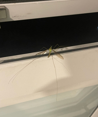 Leptotarsus albistigma