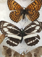 Lepidoptera