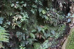 Trichomanes obscurum