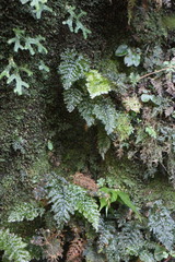 Trichomanes obscurum