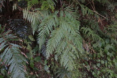 Cibotium taiwanense