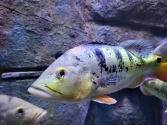 Cichla
