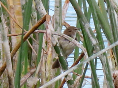 Acrocephalus gracilirostris