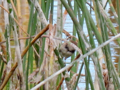 Acrocephalus gracilirostris