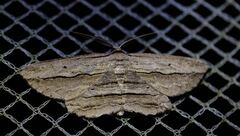 Euphronarcha luxaria