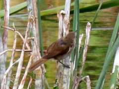 Acrocephalus gracilirostris