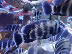 Heterotilapia buettikoferi