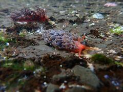 Spurilla braziliana