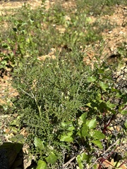Carrichtera annua