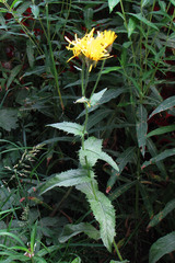 Crepis pyrenaica