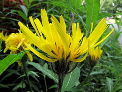 Crepis pyrenaica