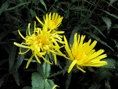 Crepis pyrenaica