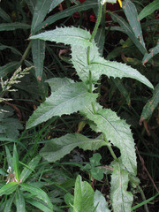 Crepis pyrenaica