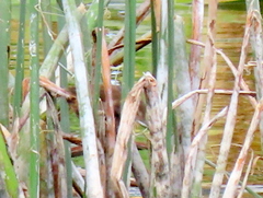 Acrocephalus gracilirostris
