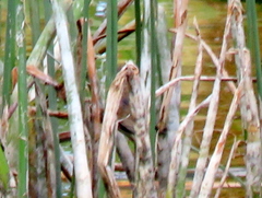 Acrocephalus gracilirostris