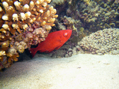 Priacanthus hamrur