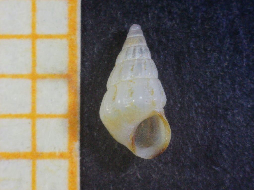 Pusillina radiata