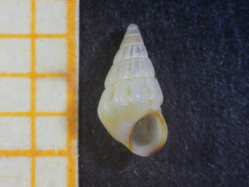 Representative image of Pusillina radiata