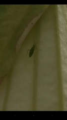 Macrosiphum euphorbiae