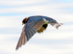 Hirundo rustica rustica