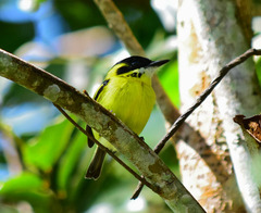 Todirostrum chrysocrotaphum