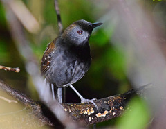 Myrmophylax atrothorax