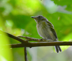 Hemitriccus griseipectus