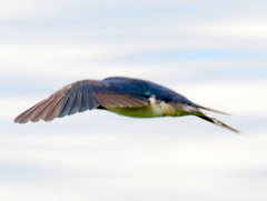 Hirundo rustica rustica