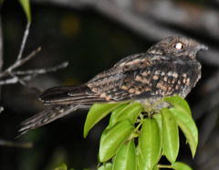 Hydropsalis torquata