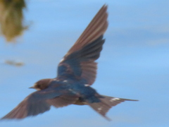 Hirundo rustica rustica
