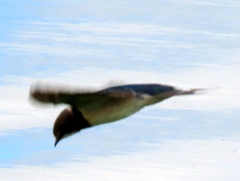 Hirundo rustica rustica