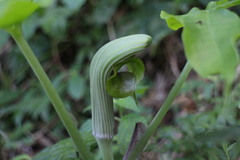 Arisaema ringens