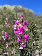 Lathyrus vestitus alefeldii