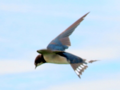 Hirundo rustica rustica