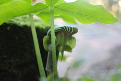 Arisaema ringens