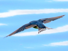 Hirundo rustica rustica