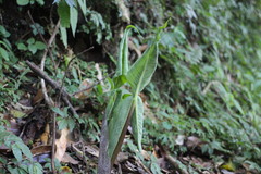 Arisaema ringens