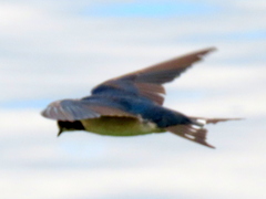 Hirundo rustica rustica