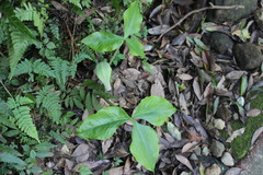 Arisaema ringens