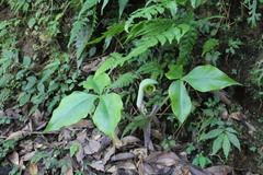 Arisaema ringens