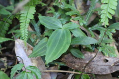 Goodyera foliosa