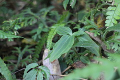 Goodyera foliosa