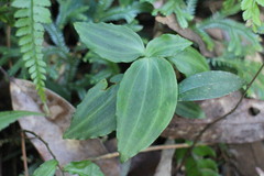 Goodyera foliosa